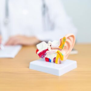 ear-structure